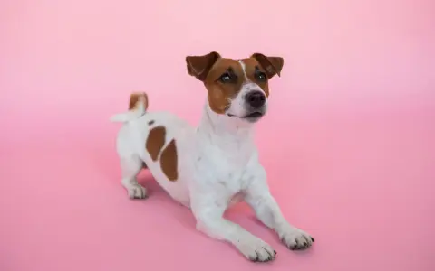 En söt Jack Russell terrier ligger på en rosa bakgrund. Kanske är den lite orolig för att den har ett jack russell problem?