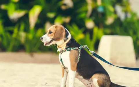En beagle sitter på sanden med ett färgglatt hundkoppel på 3 meter.