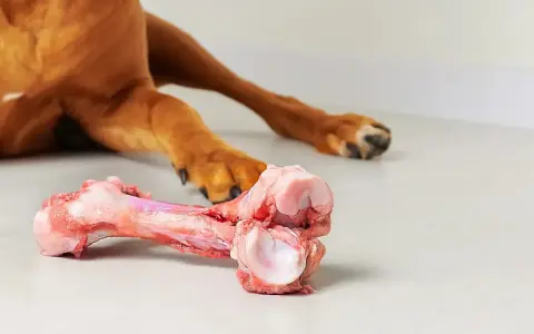 En hund njuter av ett saftigt tuggben, perfekt för att hålla tänderna starka och rena.