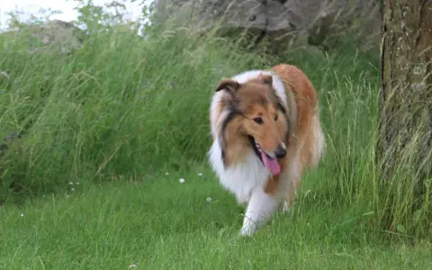 En vacker, rakad hund med lång, gyllene päls och vit krage går genom högt gräs vid en trädstam.