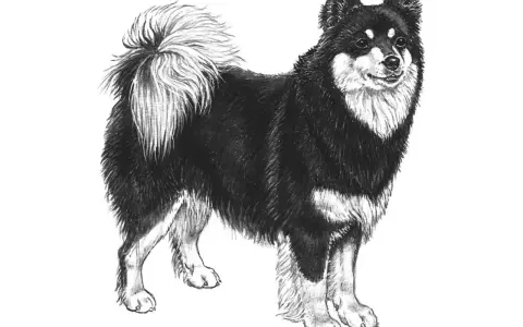 En teckning av en finsk lapphund med fluffig svans. En frisk finsk lapphund vikt är viktig för dess välmående.