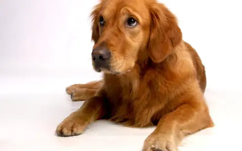 En vacker golden retriever, kanske den friskaste hundrasen, ligger lugnt på en vit bakgrund och tittar uppåt med sina vänliga ögon.