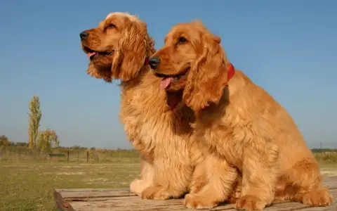 Två glada, gyllene cocker spaniels sitter på en träbänk. De ser friska ut, men det är bra att känna till cocker spaniel sjukdomar för att kunna ge dem bästa möjliga vård.