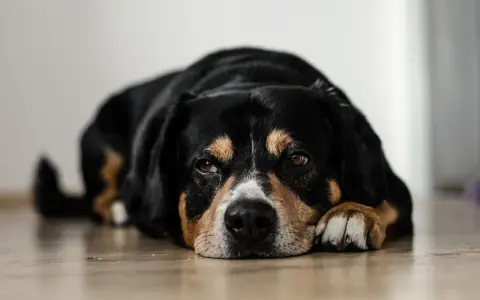 En trött hund med magkatarr ligger på golvet och ser lite ledsen ut.