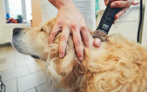 En veterinär rakar bort ett lipom på en golden retriever. Dessa lipom hund bilder visar en vanlig åkomma.