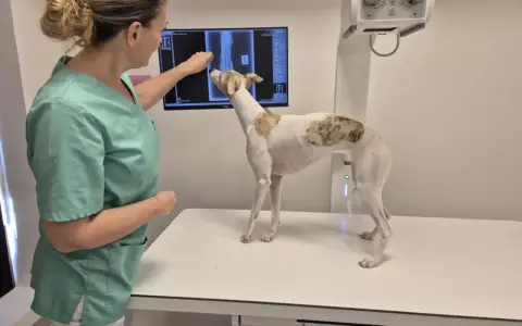 Veterinär granskar röntgenbild av hundens tass. Ortopedi hund är viktigt för att diagnostisera problem.