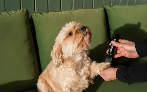 En hundtrimmer Moser används för att klippa en söt hunds tassar.