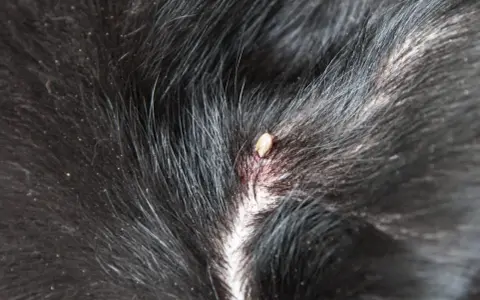 En fästing har satt sig i pälsen på en tbe hund.