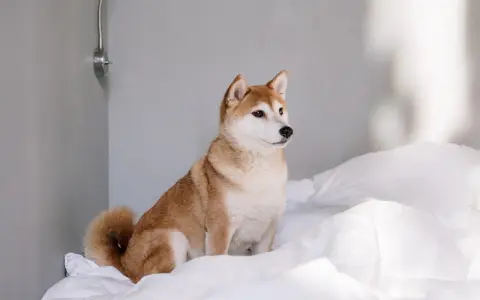 En söt shiba inu sitter på vita lakan. Denna ras är inte bland de apporterande hundraser, men är en utmärkt sällskapshund.