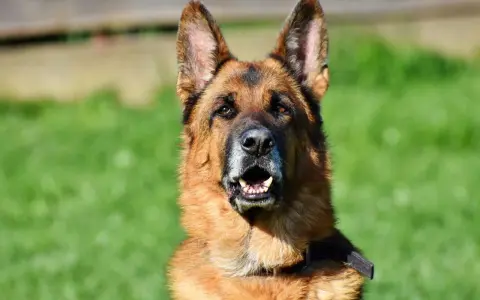 En schäferhund, en av de vanligaste hundraserna i Sverige, tittar fram med öppen mun mot en grön bakgrund.