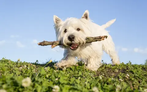 En glad west highland white terrier springer med en pinne i munnen över en grön äng mot en blå himmel.