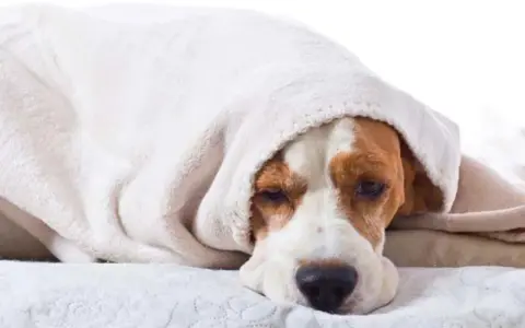 En trött beagle, kanske efter ett anfall av epilepsi, vilar under en mjuk filt.