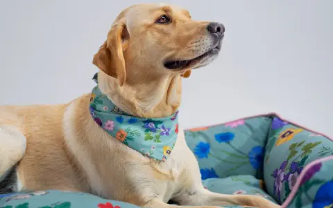 En gul labrador med blommig scarf vilar i en säng med samma mönster. En bild som visar att alla hundraser kan vara lika söta.