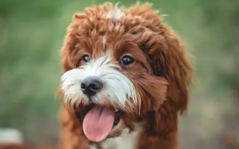 En söt cavapoo maltipoo vuxen hund med rödbrun päls och vit nos, flämtande med tungan ute.