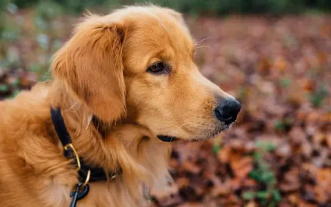 En gyllene retriever med ett svart koppel runt halsen tittar ut över en höstfärgad skog.