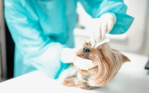 Veterinär behandlar en yorkshireterrier med hornhinnesår.