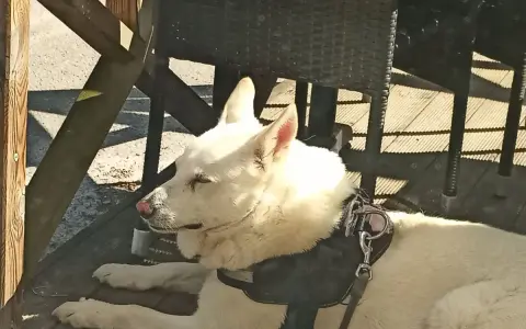 Vit hund med rosa nos vilar på en träaltan. Kanske en av de mer ovanliga, konstiga hundraser som finns.