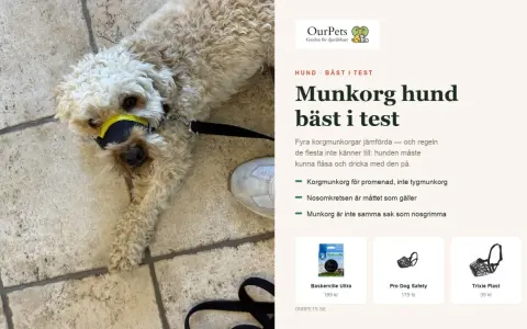 En hund med gul och svart munkorg ligger på ett stenlagt golv. Artikeln handlar om munkorgar för hundar, och en schäfer kan behöva en.