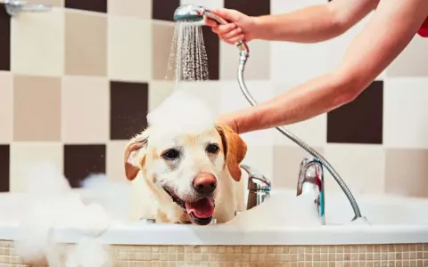 En glad labrador med skum på huvudet njuter av att bada hund i ett bubbelbad.