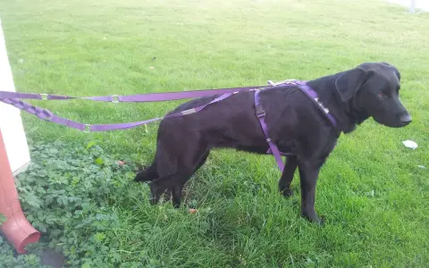 Svart hund med lila sele och koppel runt midjan står på en gräsmatta.