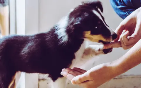 Valpar som tränas med godis. En person ger en hund en godbit ur handen.