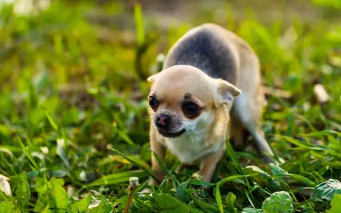 En liten chihuahua, en hund som skakar, smyger sig fram i det höga gröna gräset.