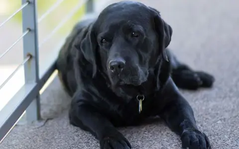 Sorgsen svart labrador ligger ner. Denna bild kan vara relaterad till osteosarkom hund.