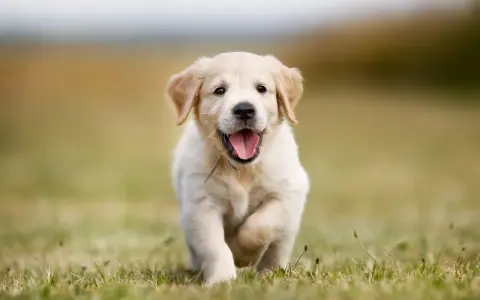 En glad golden retriever-valp springer fram över en gräsmatta. Valpens vikt är perfekt för lek och bus.