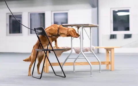 Brun hund tränar nosework, klättrar på en stol för att nå en låg bordsskiva.