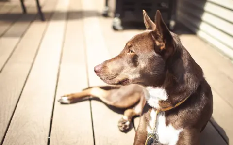 Brun hund med vita markeringar ligger på ett trädeck i solen. Det är varmt och hunden försöker kyla ner sig.