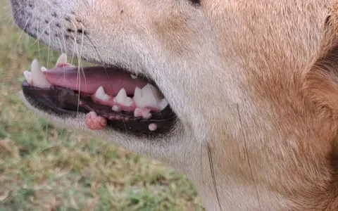 Närbild på en hunds mun med synliga papillom på tandköttet.