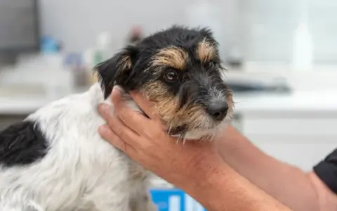 En hund med symtom på hypotyreos undersöks av en veterinär.