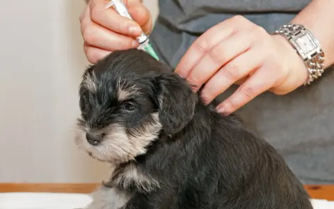 En veterinär ger en 12 veckor gammal valp vaccination.