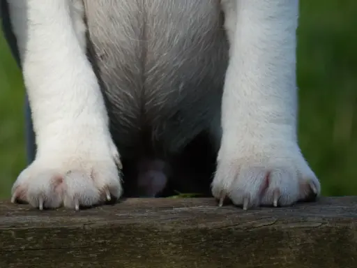 Hundens tassar vilar på en träbänk. Klorna ser ut att behöva klippas, vilket väcker frågan: hur ofta klippa klor hund?