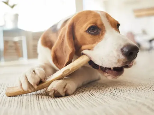 En beagle tuggar på ett ben, en bra aktivitet för att förebygga tandsten hos hundar.
