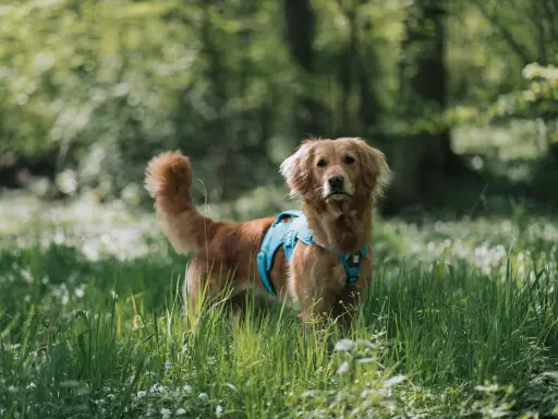 En vacker golden retriever med blå sele står i en grönskande skog. Hundens vänliga blick och mjuka päls visar typiska golden retriever egenskaper.