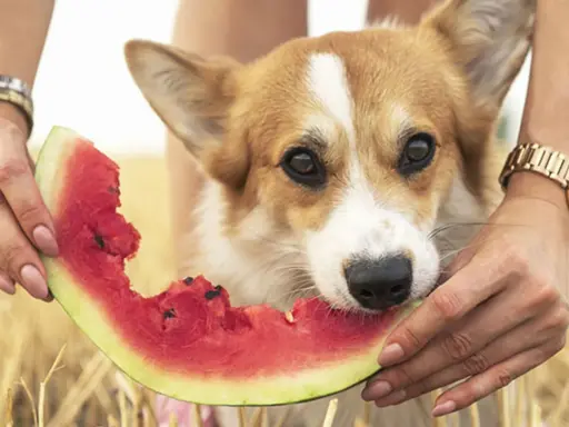 En söt corgi njuter av en saftig bit vattenmelon, hållna av två händer. En härlig vattenmelon hund-stund i solen.
