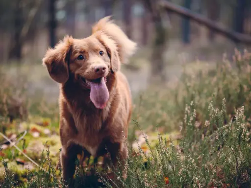 En glad tollare med tungan ute står i skogen bland ljung. En riktig fodax-hund redo för äventyr.