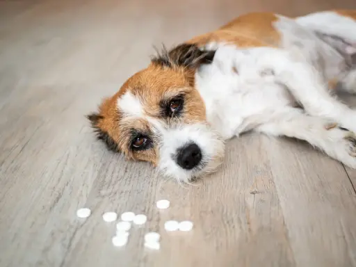 En trött hund ligger på golvet bredvid utspridda piller, som kan vara råttgift.