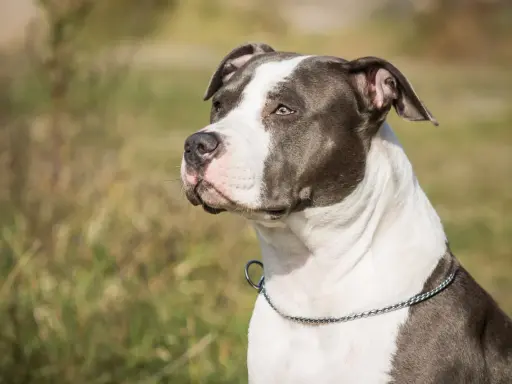 En ståtlig amstaff med ett silverfärgat halsband blickar ut över ett fält.