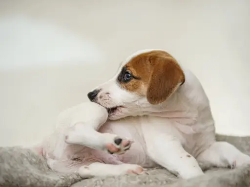 En söt Jack Russell-valp som kliar sig, kanske på grund av loppor. Hunden ligger på en mjuk filt.
