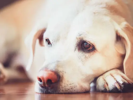 En trött hund med leishmania vilar huvudet på tassen.