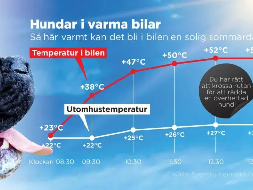 En hund flämtar i värmen. Grafen visar hur snabbt temperaturen stiger i en bil en sommardag, farligt varmt för en normaltemp hund.