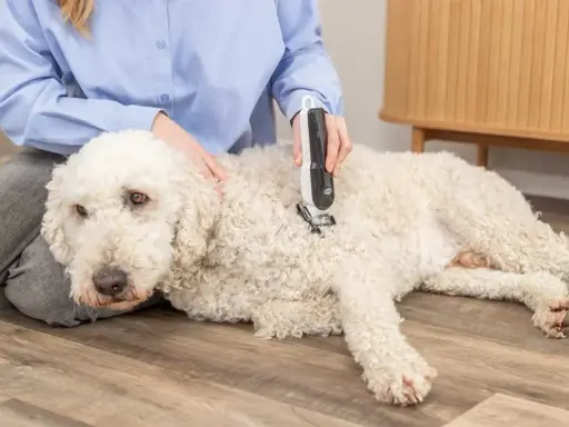 En person klipper en vit, lockig hund med en klippmaskin. Hunden ligger lugnt på golvet.