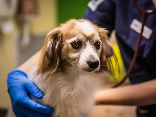 En veterinär undersöker en hund som verkar vara magsjuk. Hunden har en orolig blick och hålls varsamt av veterinären.