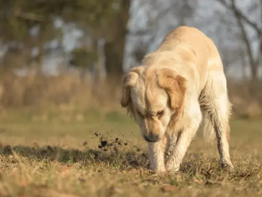 Golden retriever gräver i jorden, kanske letar efter något spännande. Bilder på mask hos hund kan vara svåra att hitta, men här ser vi en hund som aktivt undersöker marken.
