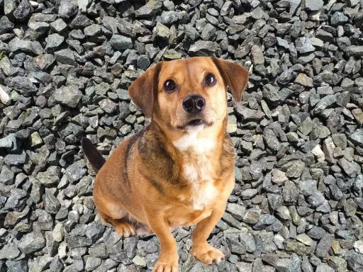 En söt liten pica hund sitter på grus.