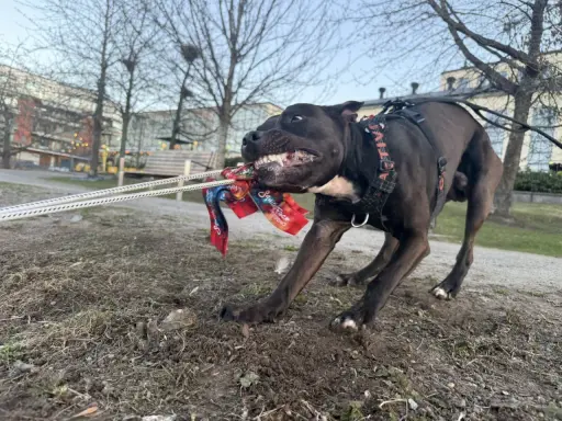 En glad hund kämpar med sin kampleksak i en park i Sverige.