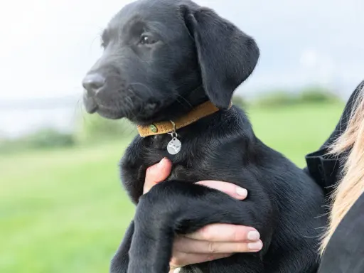 Svart labradorvalp med ett brunt koppel och en silverfärgad bricka.