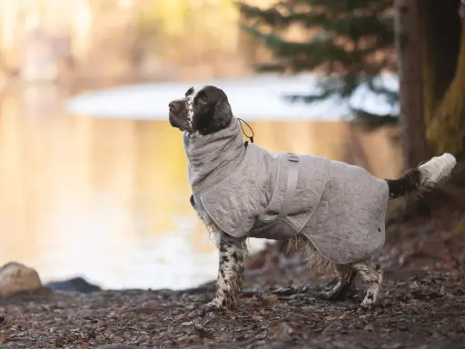 En brun-vit hund i en grå grisknorr-täcke står vid en sjö.